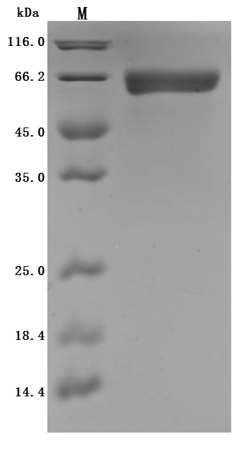 Rat Alpi Protein