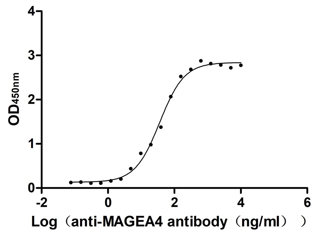 Human MAGEA4 Protein