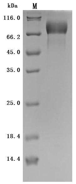 MAPT Protein
