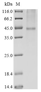 Human KCNK9 Protein