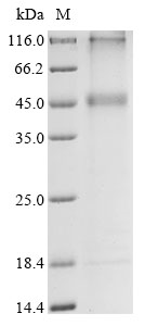 Human KCNK13 Protein