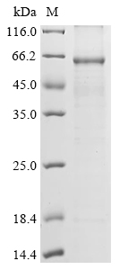 fat-1 Protein