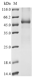 Human UGT1A8 Protein