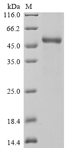 Rat Il11 Protein