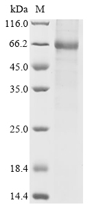 KLK15 Protein