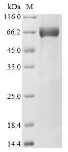 Human KLK9 Protein