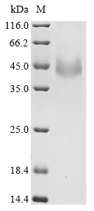 Equine FST Protein