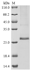Human RD3 Protein