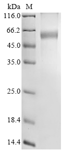 Mouse Nus1 Protein