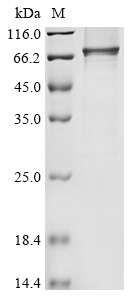 Human DSG2 Protein