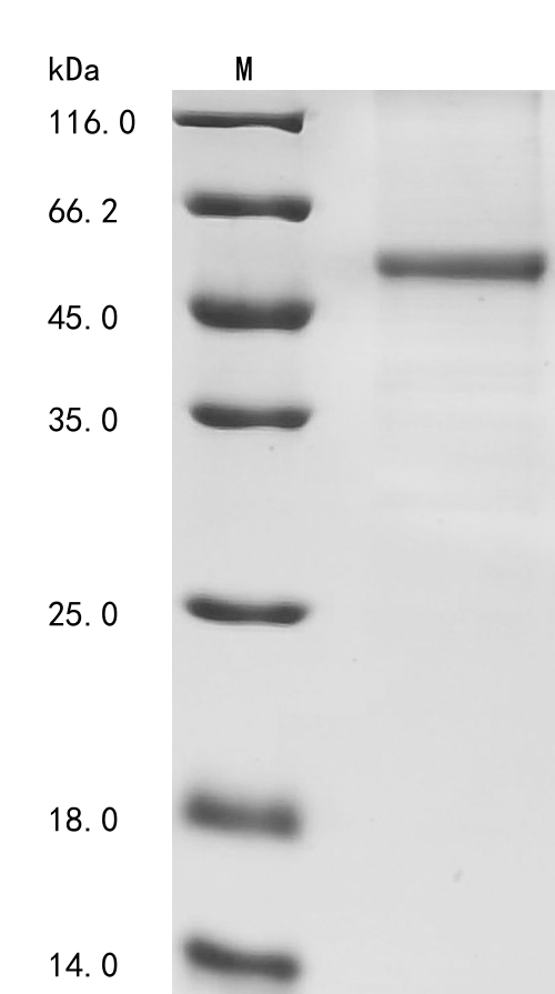 Mouse Crebzf Protein