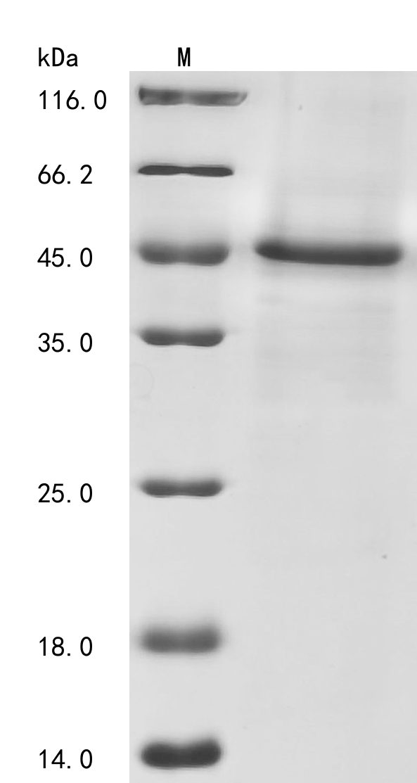 GUCY2C Protein