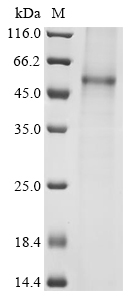 Hantaan virus Envelopment polyprotein Protein