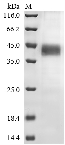 Mouse Wnt4 Protein