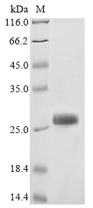 TROSPA Protein