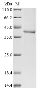 Human CDK7 Protein