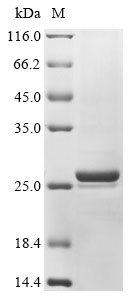 Escherichia coli FMN reductase Protein