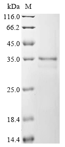 Mouse Hmgb1 Protein