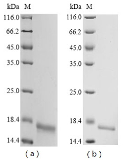 Gallus Chicken Protein MRP-126 Protein