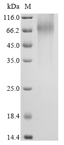 Human NR4A1 Protein