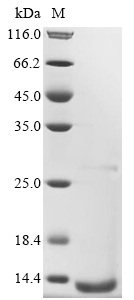 mazF Protein