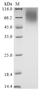 VACWR087 Protein