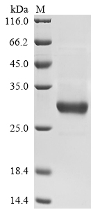 Human STRA6 Protein