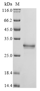 Collariella virescens LPMO lytic polysaccharide monooxygenase Protein