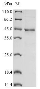 Human SARM1 Protein