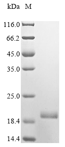 Gymnema sylvestre Gurmarin Protein