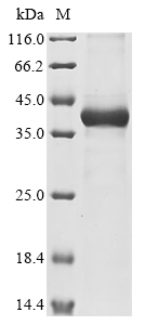 Drosophila Ect4 Protein