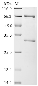 toxR Protein