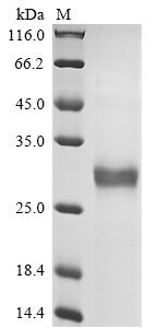Human ASP2 Protein