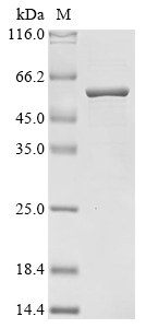 Lactobacillus acidophilus S-layer Protein