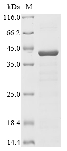 Human ATXN2 Protein