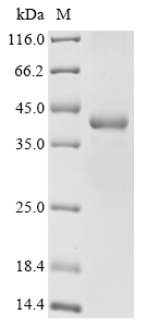 Drosophila melanogaster Sterile alpha and TIR motif-containing protein 1 Protein