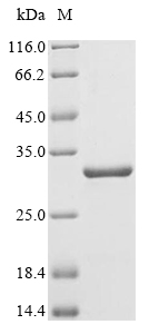 Human A27L Protein