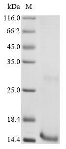 PFS230 Protein
