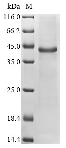 Mouse Ccn6 Protein