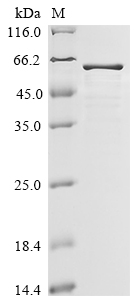 Human FILIP1L Protein