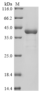 BAR1 Protein