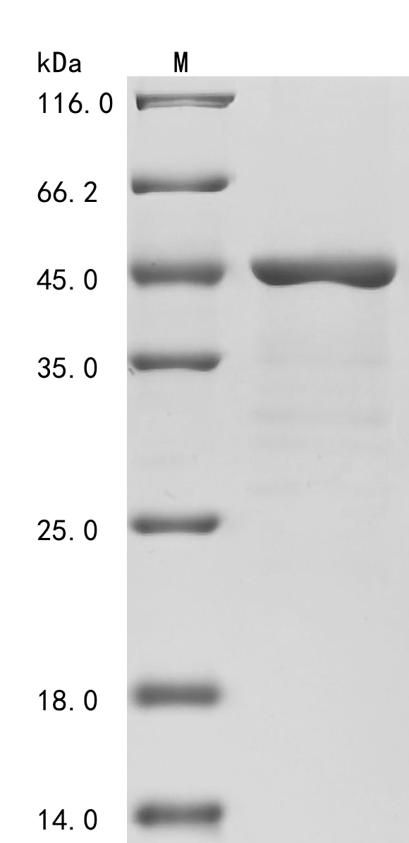 P39 Protein