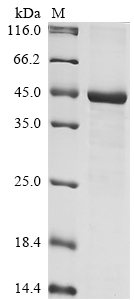 Human Carboxypeptidase E Protein