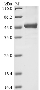 Human SPINK5 Protein