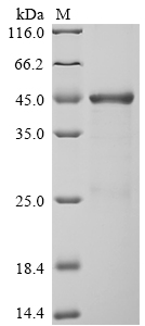 Human VGF Protein