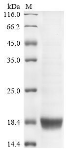 Human IFNB1 Protein