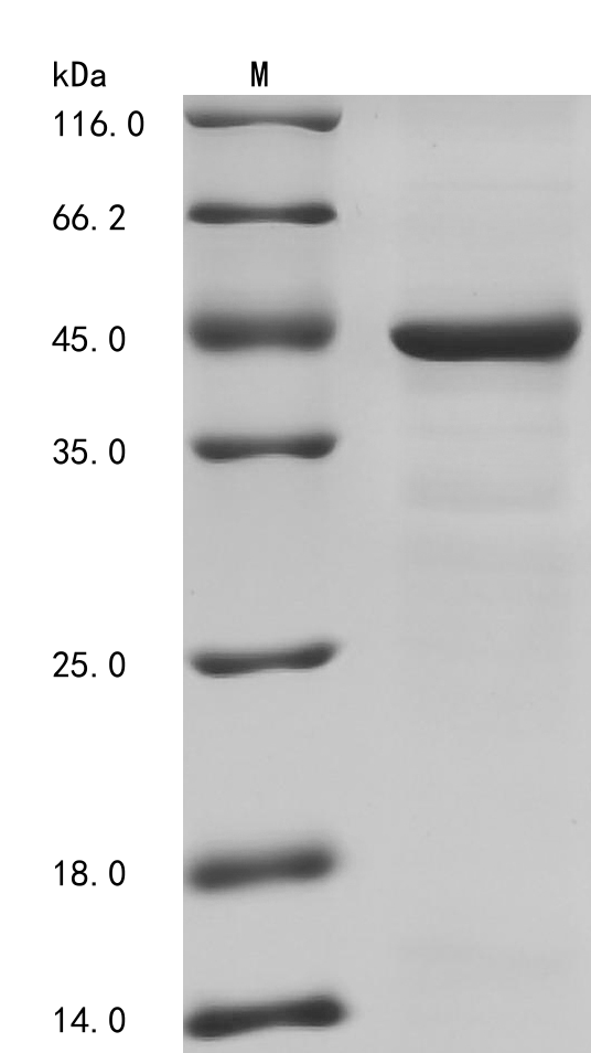 Human FGL1 Protein