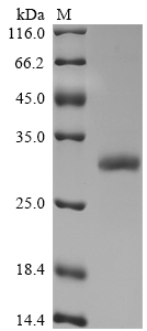 Mouse Igfl Protein