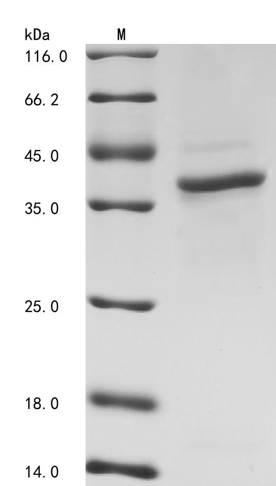 Human CDK7 Protein