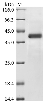 Human NLRP1 Protein